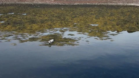 A seal in Iceland Stock Footage 259528353