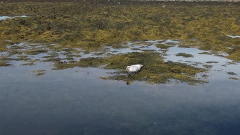 A seal in Iceland Stock Footage 259528380