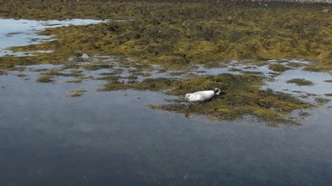 A seal in Iceland Stock Footage 259528422