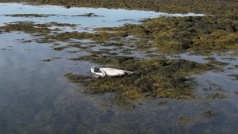 A seal in Iceland Stock Footage 259528431
