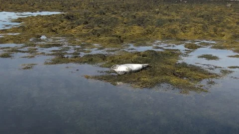 A seal in Iceland Stock Footage 259528432