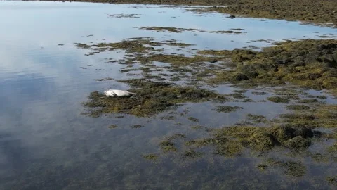 A seal in Iceland Stock Footage 259528433