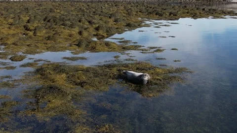 A seal in Iceland Stock Footage 259528445