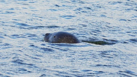  Seal in Iceland Stock Footage 313853344