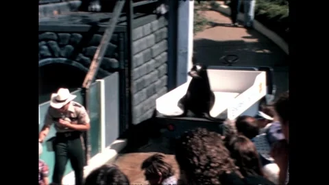 Seal Interaction with Audience Stock Footage 276290318
