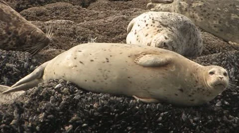 Seal Interrupted Stock Footage 10559110