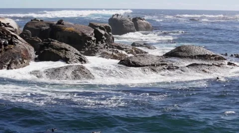 Seal island Stock Footage 45737541