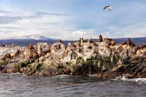 Seal Island near Ushuaia Stock Photos