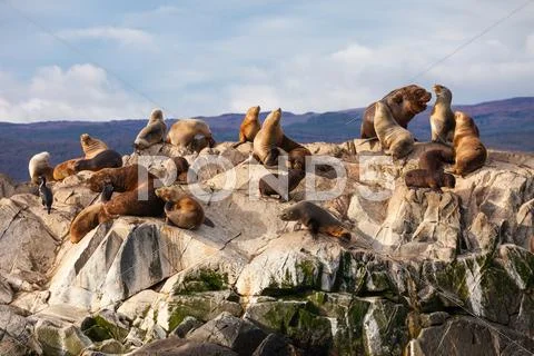 Seal Island near Ushuaia Stock Photos