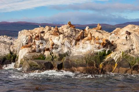 Seal Island near Ushuaia Stock Photos