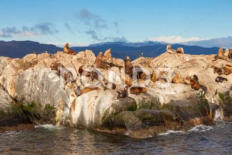 Seal Island near Ushuaia Stock Photos