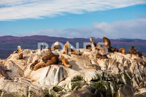 Seal Island near Ushuaia Stock Photos