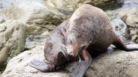 Seal itches Stock Footage 44651790