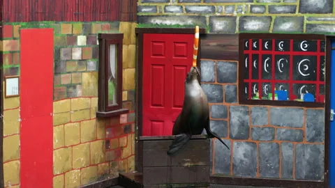 A seal juggles and does tricks with a fish-shaped toy at the zoo Stock Footage 304916579