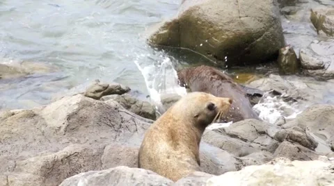 Seal jumping in the water Stock Footage 44652334