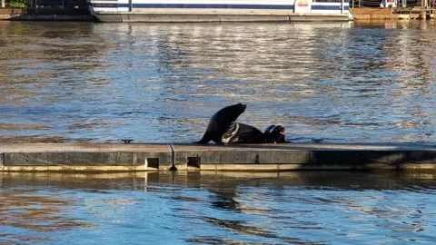 Seal jumps up onto to dock to join other seal in sacramento Stock Footage 260218763