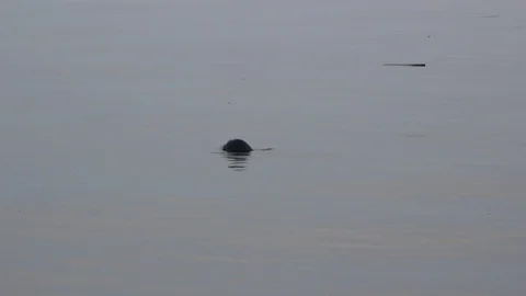 Seal lake Baikal Stock Footage