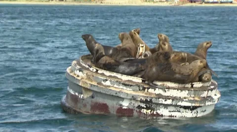 Seal, Land of Fire Stock Footage 48760511