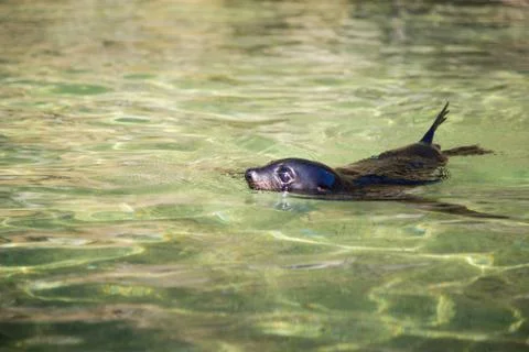 Seal Landscape Foto stock