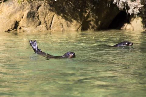 Seal Landscape Foto stock