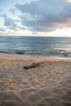 Seal Laying on the Beach Photos