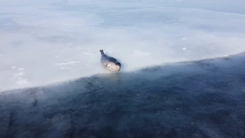 Seal laying on the edge of sea ice floe and diving. Stock Footage