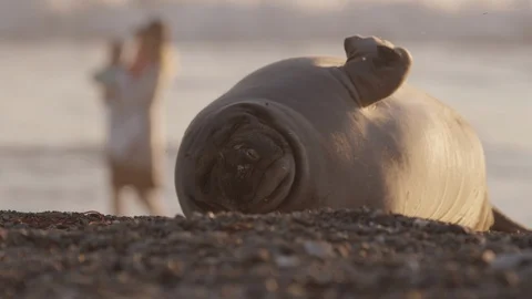 Seal Lays on the Beach Stock Footage 87242742