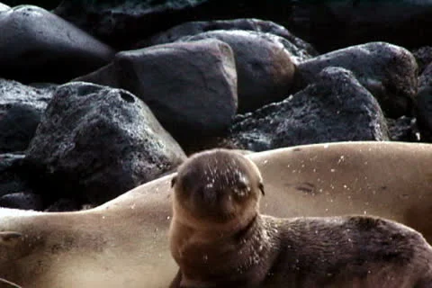 Seal lion pup2 Stock Footage 26395352