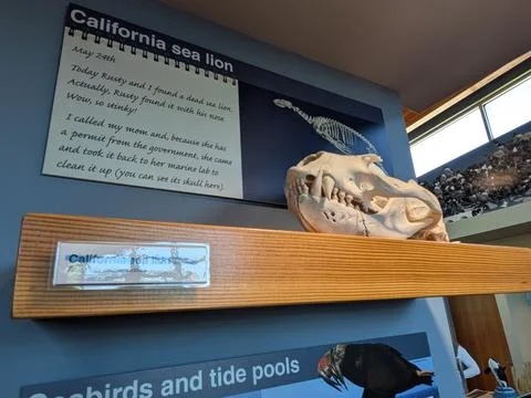 Seal lion skull with sharp teeth on indoor shelf 库存照片