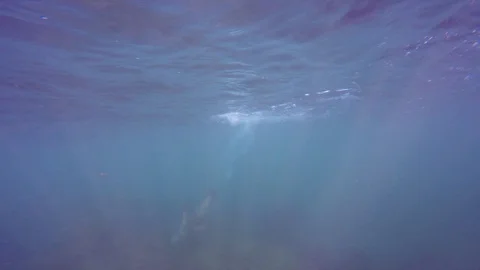 Seal Lion Swims Through Light Rays, 4K Stock Footage 88050847