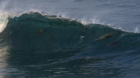 Seal Lions Riding the waves Stock-Footage 299014251