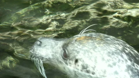 Seal looking around in aquarium Stock Footage 67569112