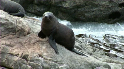 Seal looking around Stock Footage 659971