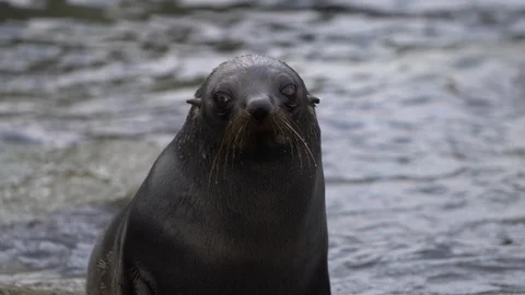 Seal looking in camera close Kaikoura seal colony New Zealand slow motion Stock Footage 123213545