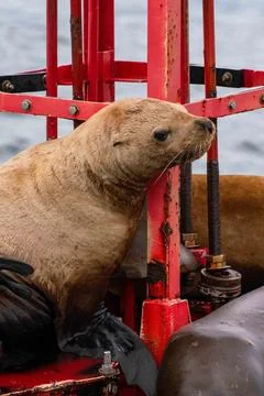 Seal looking at camera with intrigued expression during the day atop a red .. 写真素材