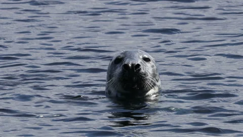 Seal Looking Directly into the Camera Lens, North West Coast of Scotland, UK Stock Footage 157869774