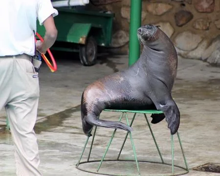 Seal looking at handler Stock Photos