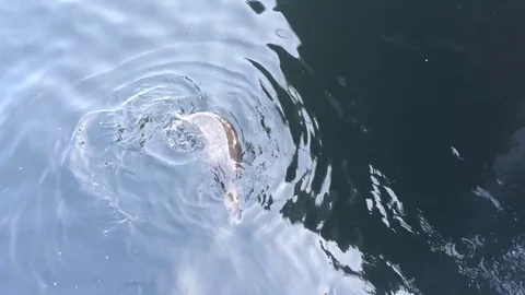 Seal looking up from the water Stock Footage 71111842