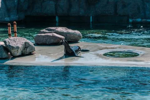 Seal lying on the platform between rocks, looking up Stock Photos