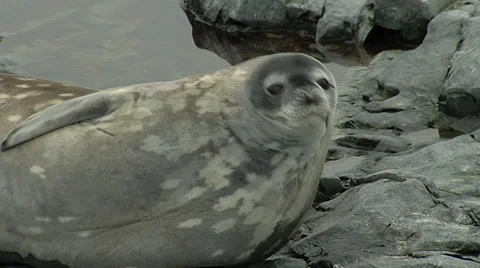 Seal lying on rocks scratching Stock Footage 36457809