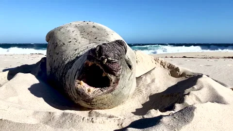 Seal lying on sand and yawning by the ocean Stock Footage 340558144