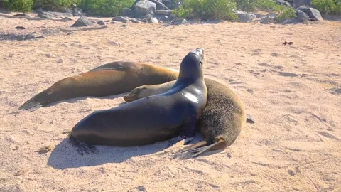 A seal lying in the sand Stock Footage 155397322