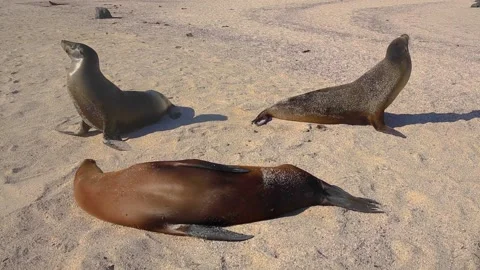 A seal lying in the sand Stock Footage 155400202
