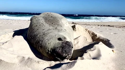 Seal is lying on warm sand by the ocean Stock-Footage 340557861
