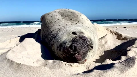 A Seal lying on warm sand by the ocean Stock-Footage 340558102