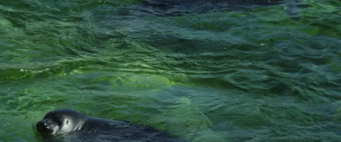 Seal Mating Games Stock Footage 168160588