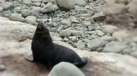 Seal meditation Stock Footage 659978