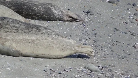 Seal Moving Across the Beach 스톡 동영상 85456060