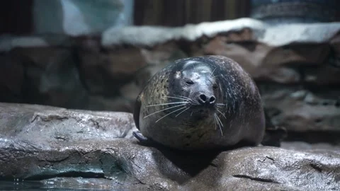 Seal napping and sleeping on the shore Stock Footage 235455330