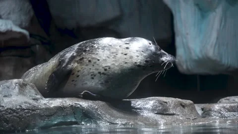 Seal napping and sleeping on the shore Stock Footage 235572031